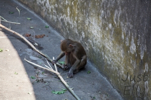 Baby ape
