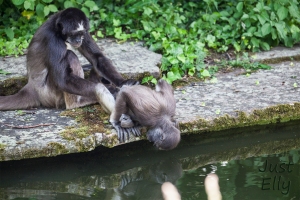 Mama ape with baby