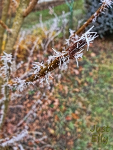 Hoar frost 3